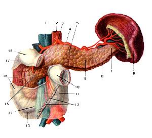 
Рис. 190. Поджелудочная железа (pancreas), 
  двенадцатиперстная
  кишка (duodenum) и селезенка (lien). Вид спереди. 1-нижняя полая вена; 2-аорта; 
  3-чревный ствол; 4-селезеночная артерия; 5-тело поджелудочной железы; 6-селезенка; 
  7-хвост поджелудочной железы; 8-передний край поджелудочной железы; 9-передняя 
  поверхность поджелудочной железы; 10-тощая кишка; 11-восходящая часть двенадцатиперстной 
  кишки; 12-брыжейка тонкой кишки; 13-нижний изгиб двенадцатиперстной кишки; 14-горизонтальная 
  часть (нижняя) двенадцатиперстной кишки; 15-головка двенадцатиперстной кишки; 
  16-нисходя-щая часть двенадцатиперстной кишки; 17-верхний изгиб двенадцатиперстной 
  кишки; 18-верхняя часть двеналюгнперст-ной кишки.
  Fig. 190. Поджелудочная железа, двенадцатиперстная кишка и селезенка.
  1-vena cava iferior; 2-aorta; 3-lruncus coeliacus; 4-arteria lienalis; 5-corpus 
  pancreatis; 6-lien; 7-cauda pancretis; 8-margo anterior pancre-atis; 9-facies 
  anterior pancreatis; 10-jejunum; 11-pars ascedens duo-deni; 12-mesenterium; 
  13-tlexura duodeni inferior; 14-pars horizontalis inferior; 15-caput duodeni; 
  16-pars descendens duodeni; 17-flexura duodeni superior; 18-pars superior duodeni.
  Fig. 190. Pancreas, duodenum and spleen. Front view. 1-inferior vena cava; 2-aorta; 
  3-celiac trunk; 4-splenic artery; 5-body of pancreas; 6-spleen; 7-tail of pancreas; 
  8-anterior margin of pan-
  crcas; 9-anterior surface of pancreas; 10-jEjunum; lliradinipartef
  duodenum; 12-mesentery; 13-inferior duodenal flexuc; 14-horizontal part of duodenum; 
  15-head of duodenum; 16-descendingpart-of duodenum; 17-superior duodenal flexuc; 
  18-superior part of duodenum.